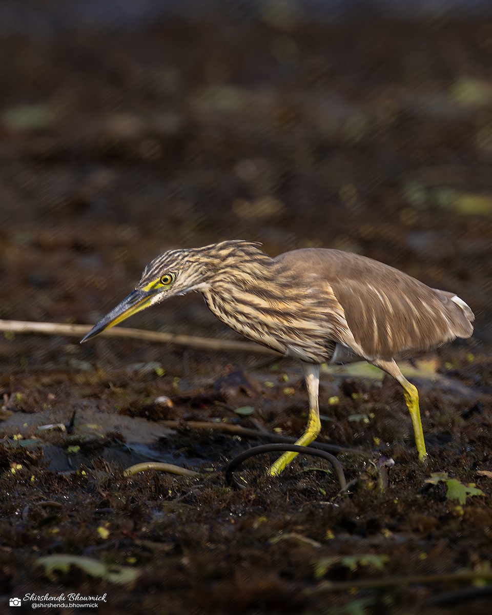 Indian Pond-Heron - ML635833678