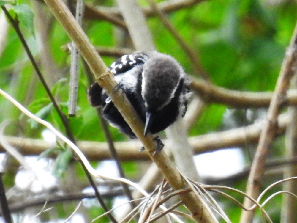 Northern White-fringed Antwren - ML635833714