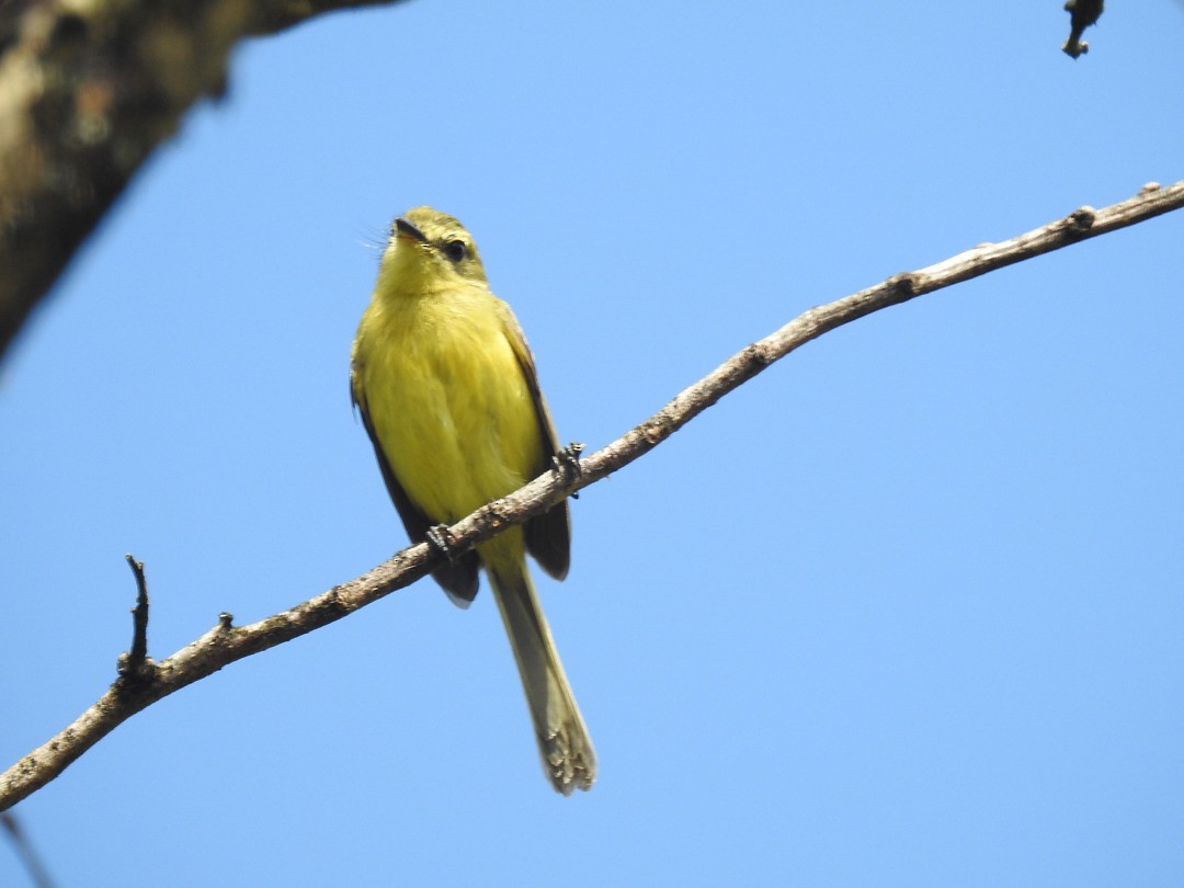 Yellow Tyrannulet - ML635833721