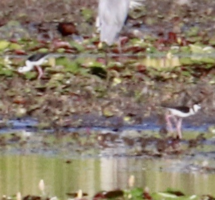 Black-necked Stilt - ML635833723