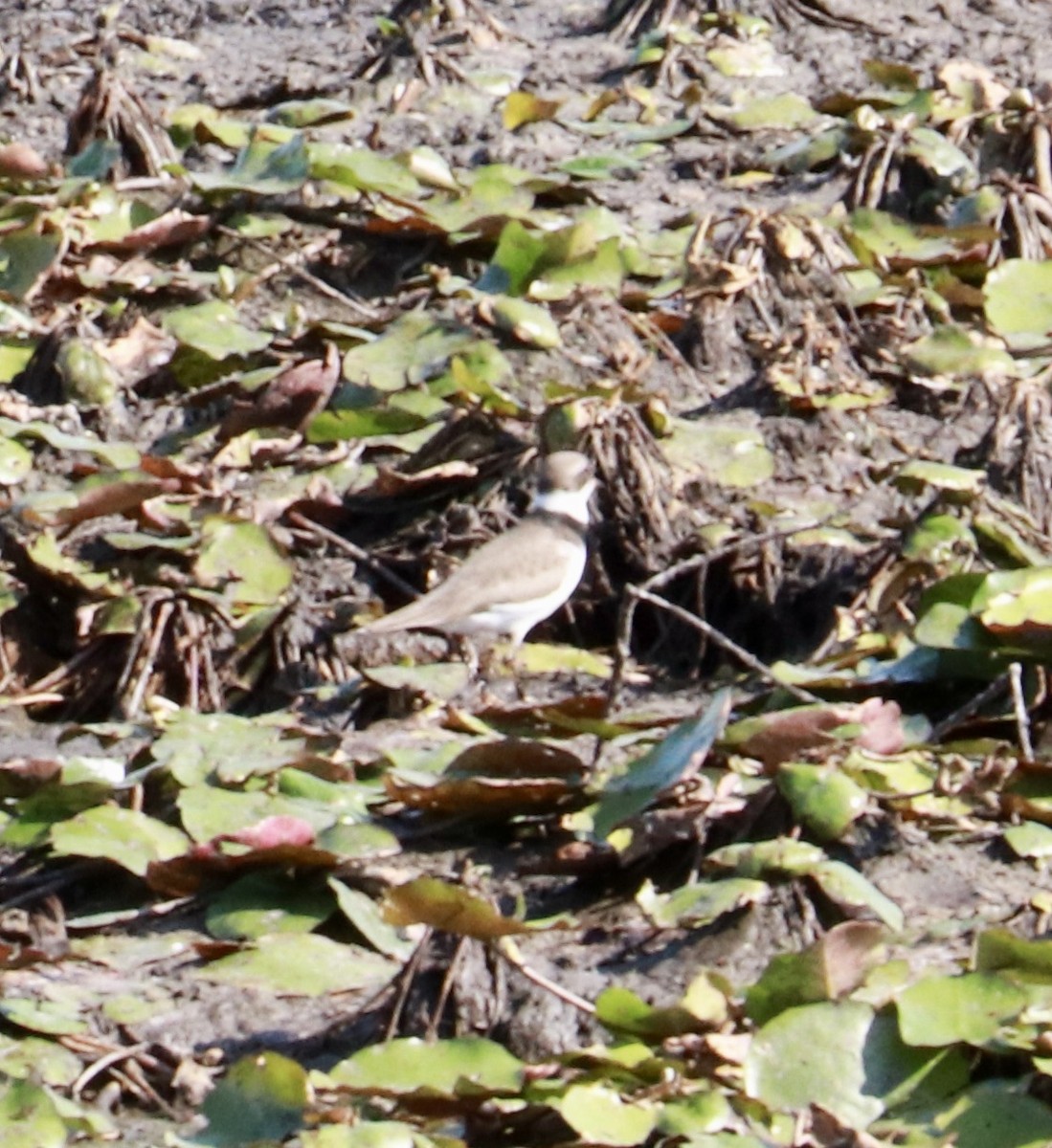 Semipalmated Plover - ML635833752