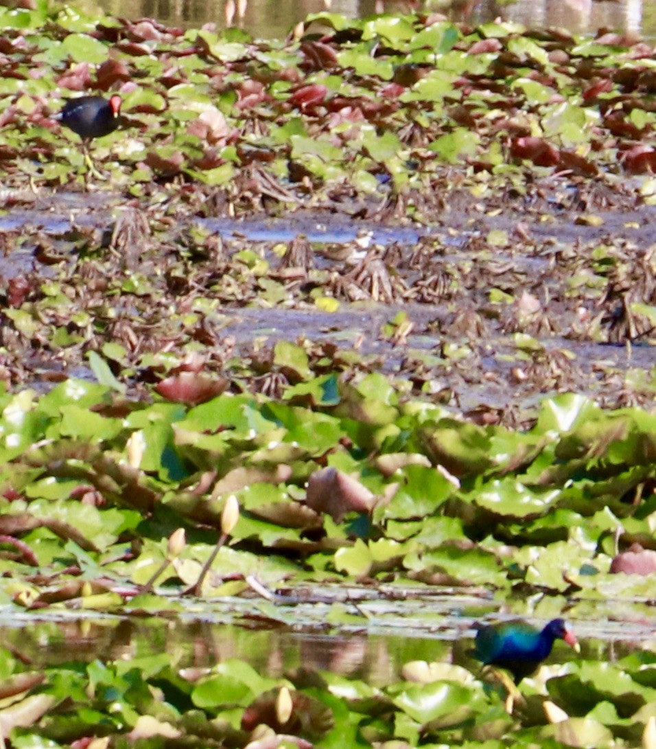 Semipalmated Plover - ML635833753