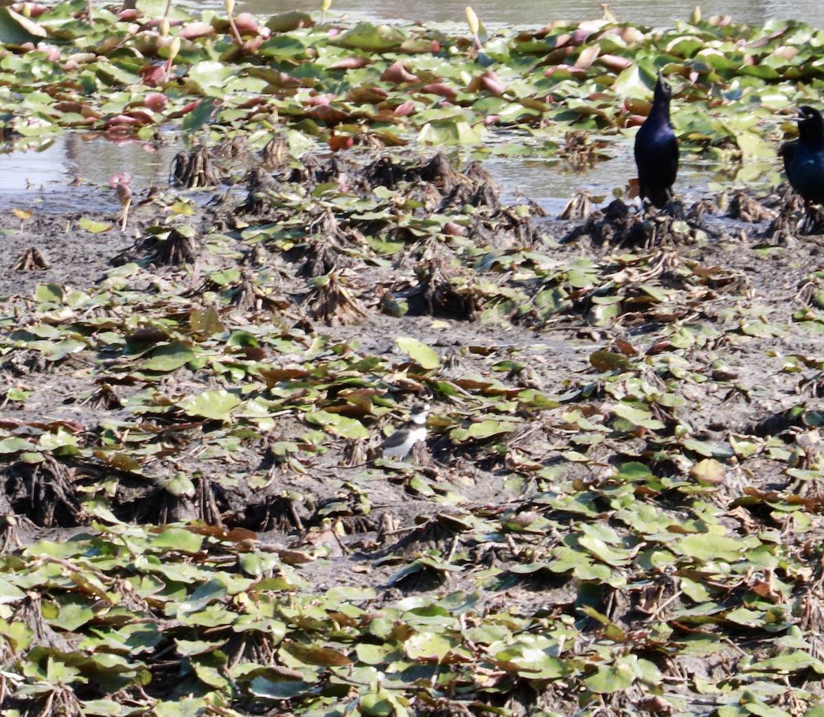 Semipalmated Plover - ML635833754
