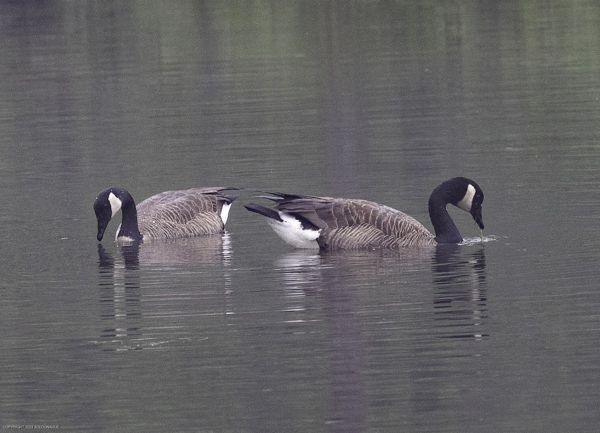 Canada Goose - ML635833914