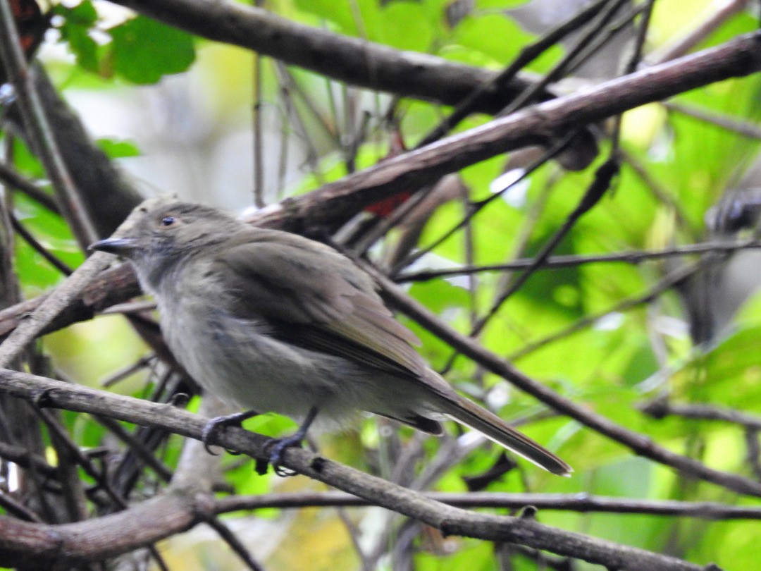 Pale-bellied Tyrant-Manakin - ML635833924