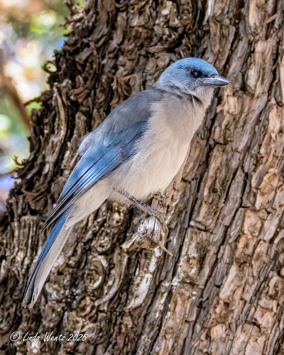 Mexican Jay - ML635833930