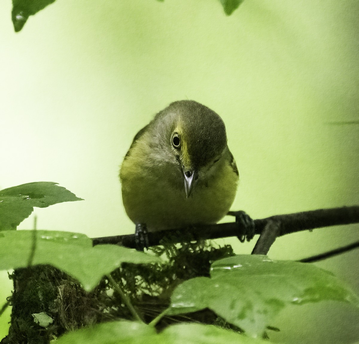 White-eyed Vireo - ML635833937