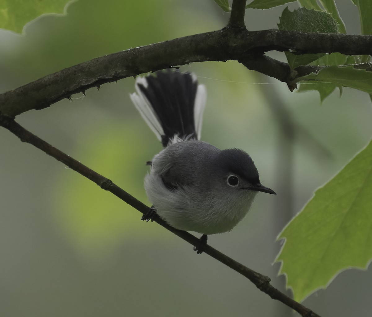 Blue-gray Gnatcatcher - ML635833948