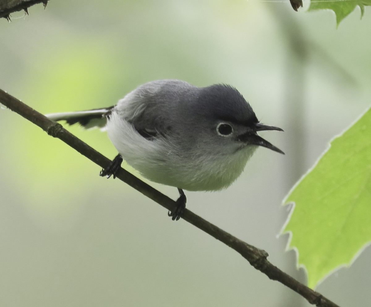 Blue-gray Gnatcatcher - ML635833949