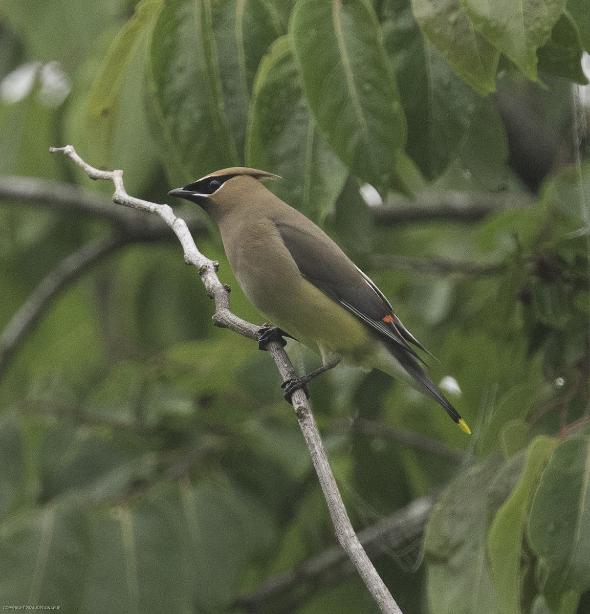 Cedar Waxwing - ML635833958