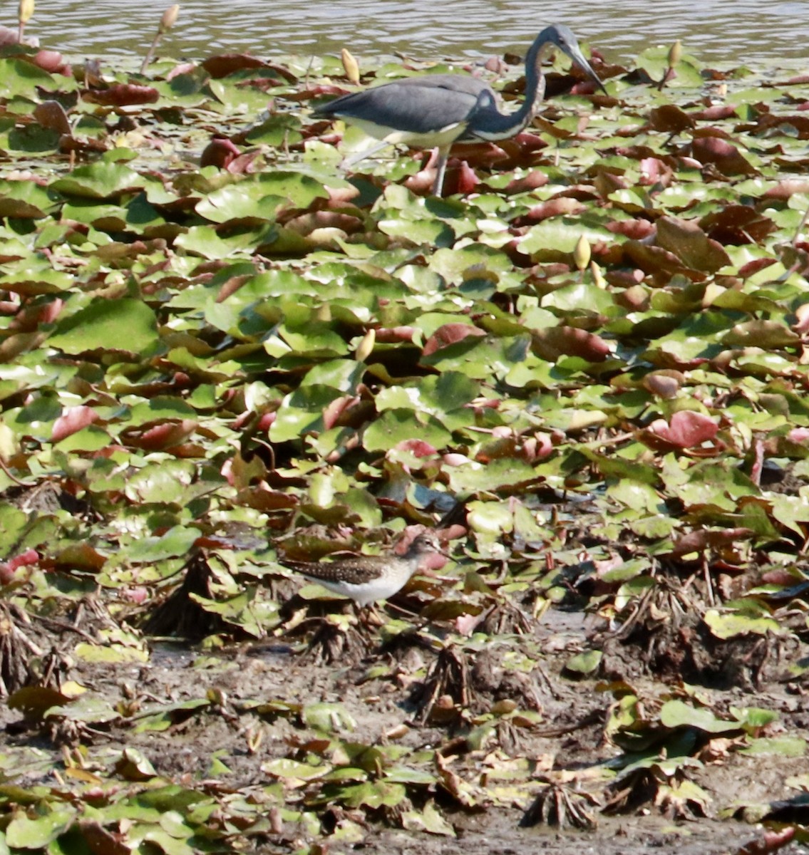 Solitary Sandpiper - ML635833964