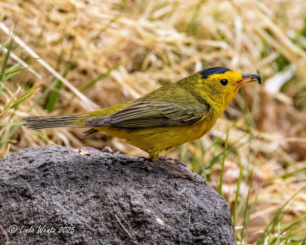 Wilson's Warbler - ML635833978