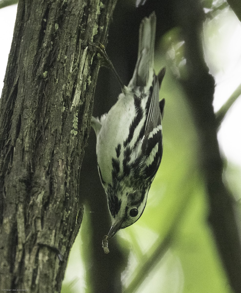 Black-and-white Warbler - ML635833983