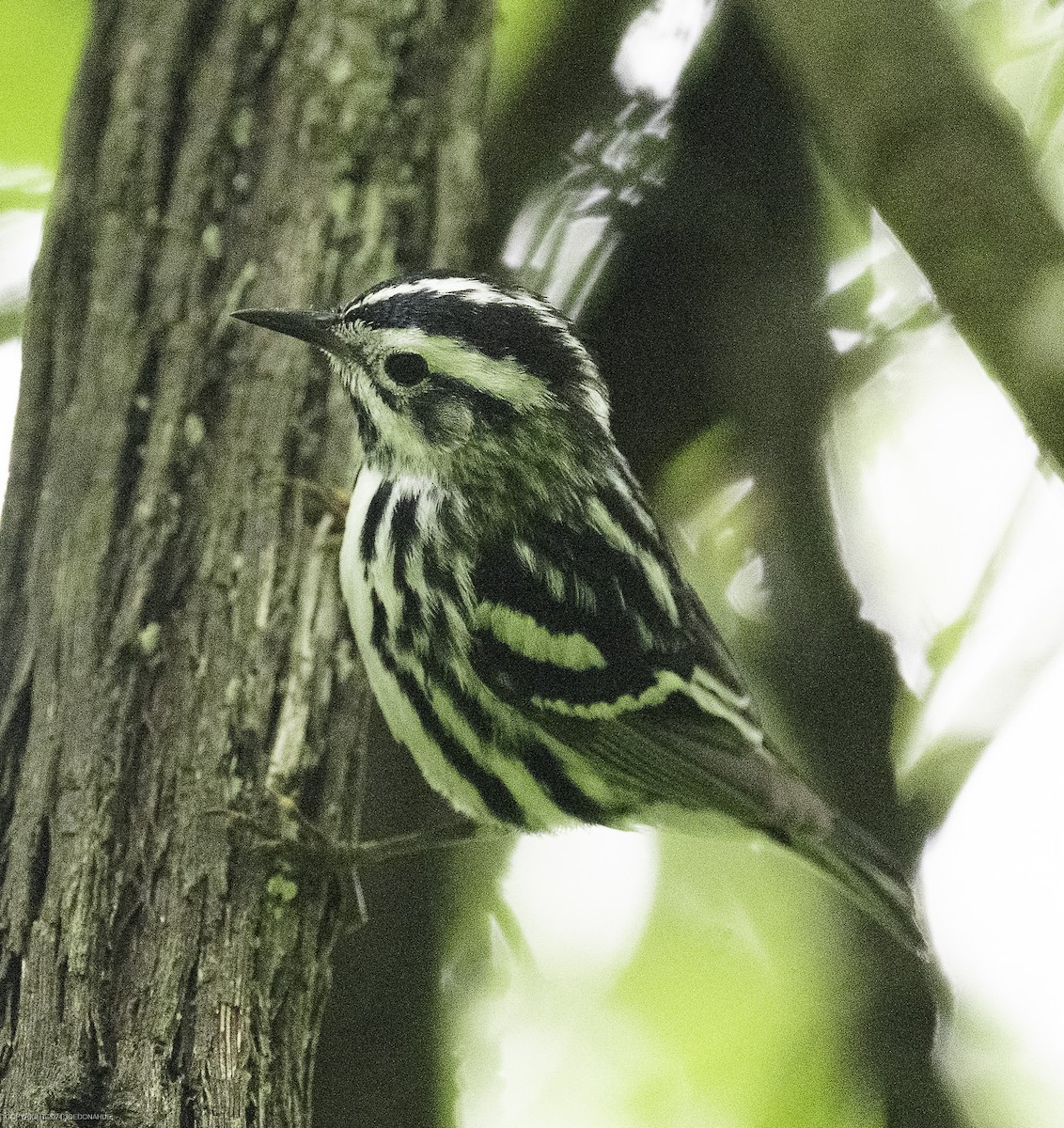Black-and-white Warbler - ML635833984