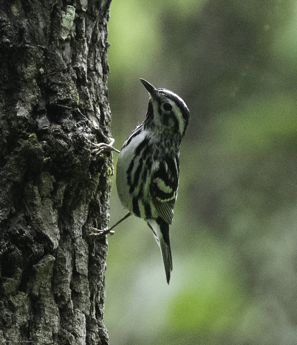 Black-and-white Warbler - ML635833985