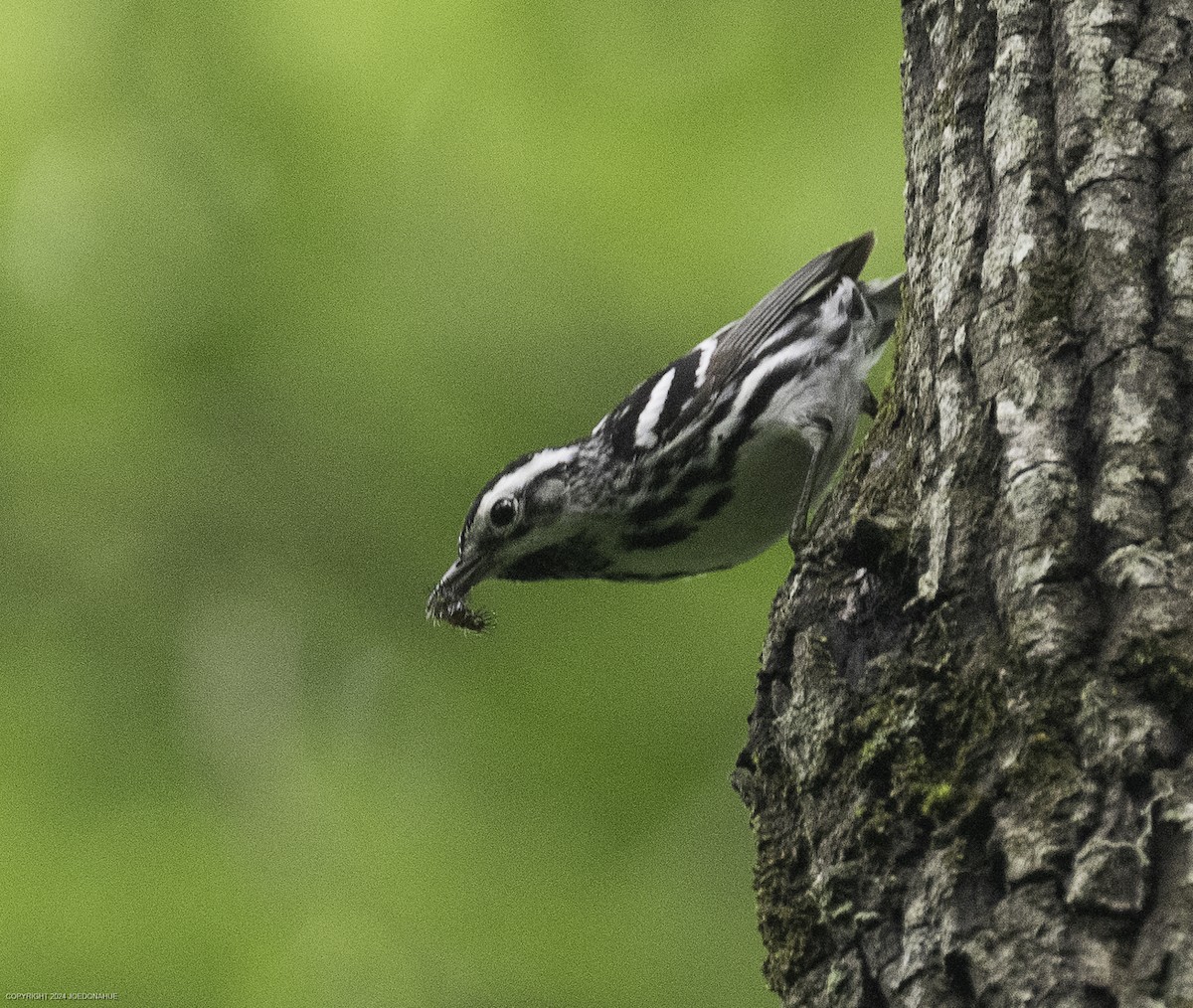 Black-and-white Warbler - ML635833987