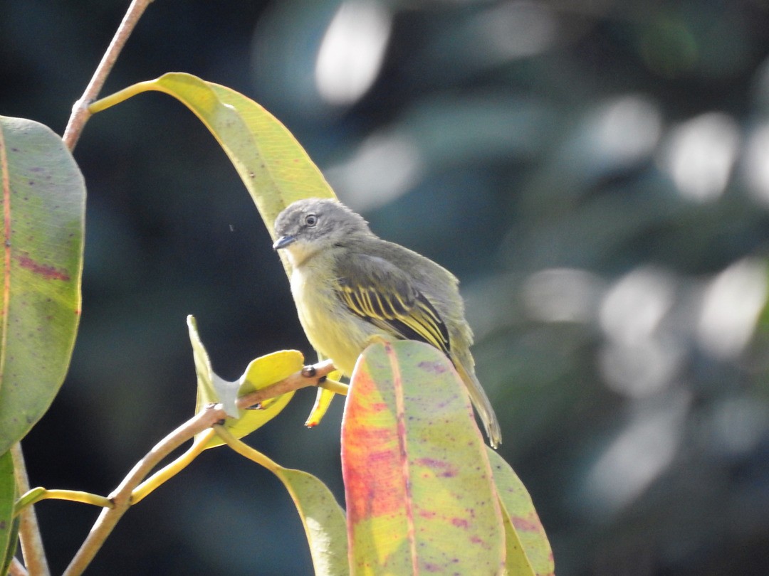 Guianan Tyrannulet - ML635833988