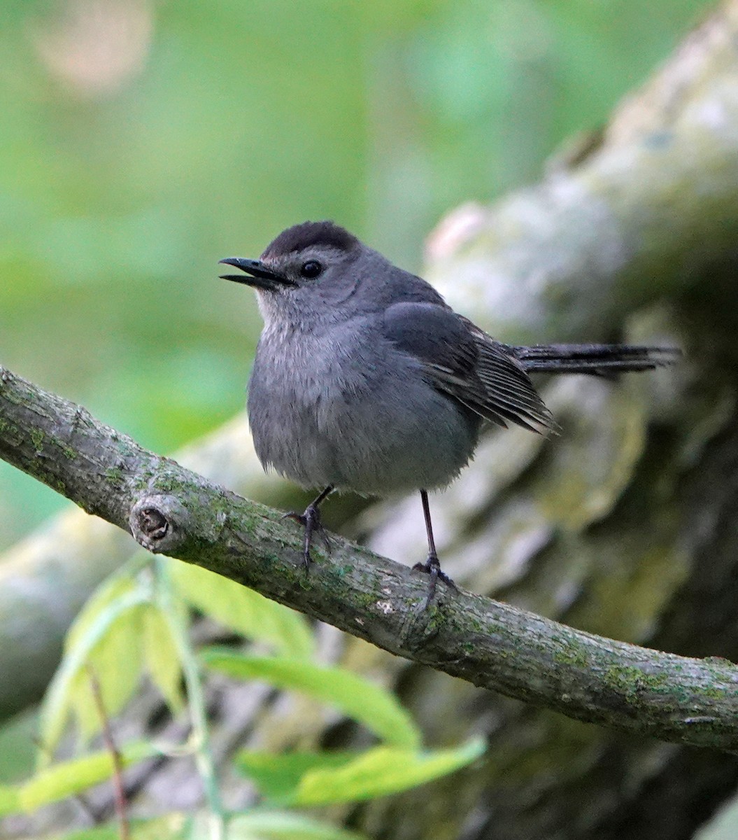 Gray Catbird - ML635833994
