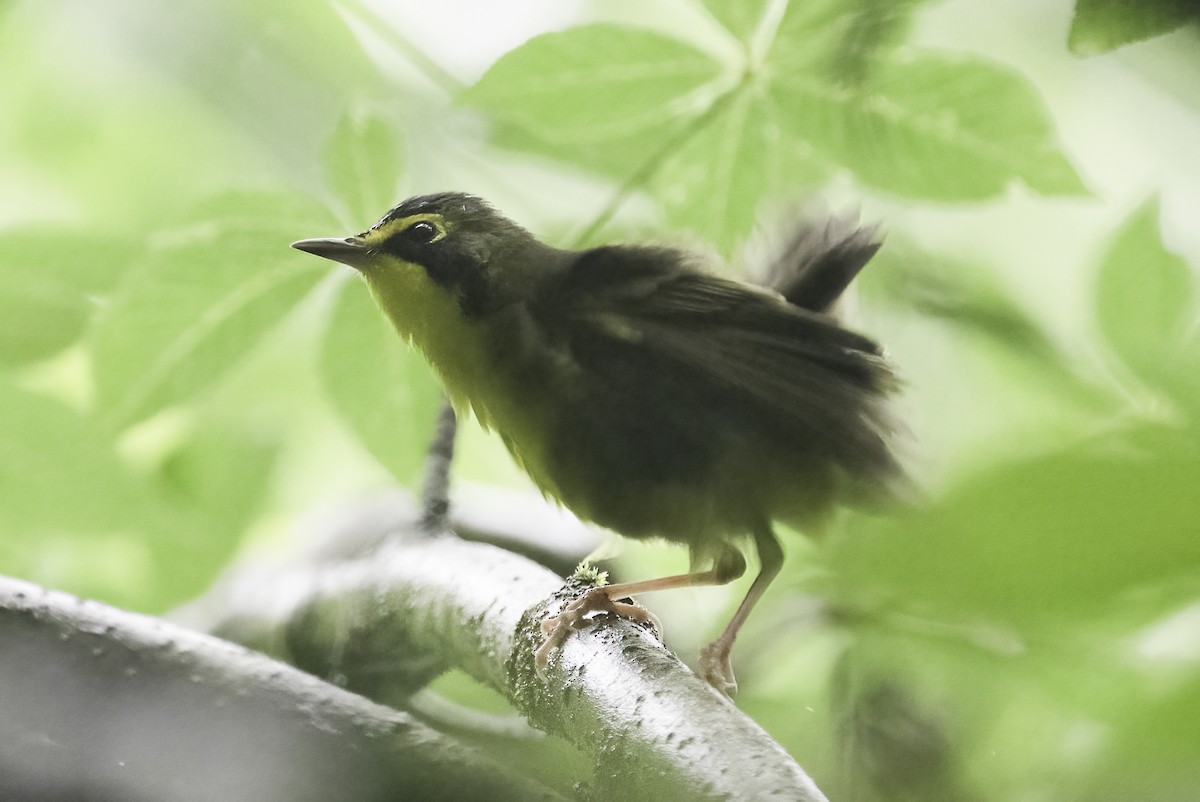 Kentucky Warbler - ML635834004
