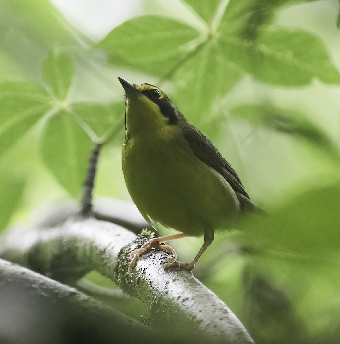 Kentucky Warbler - ML635834005