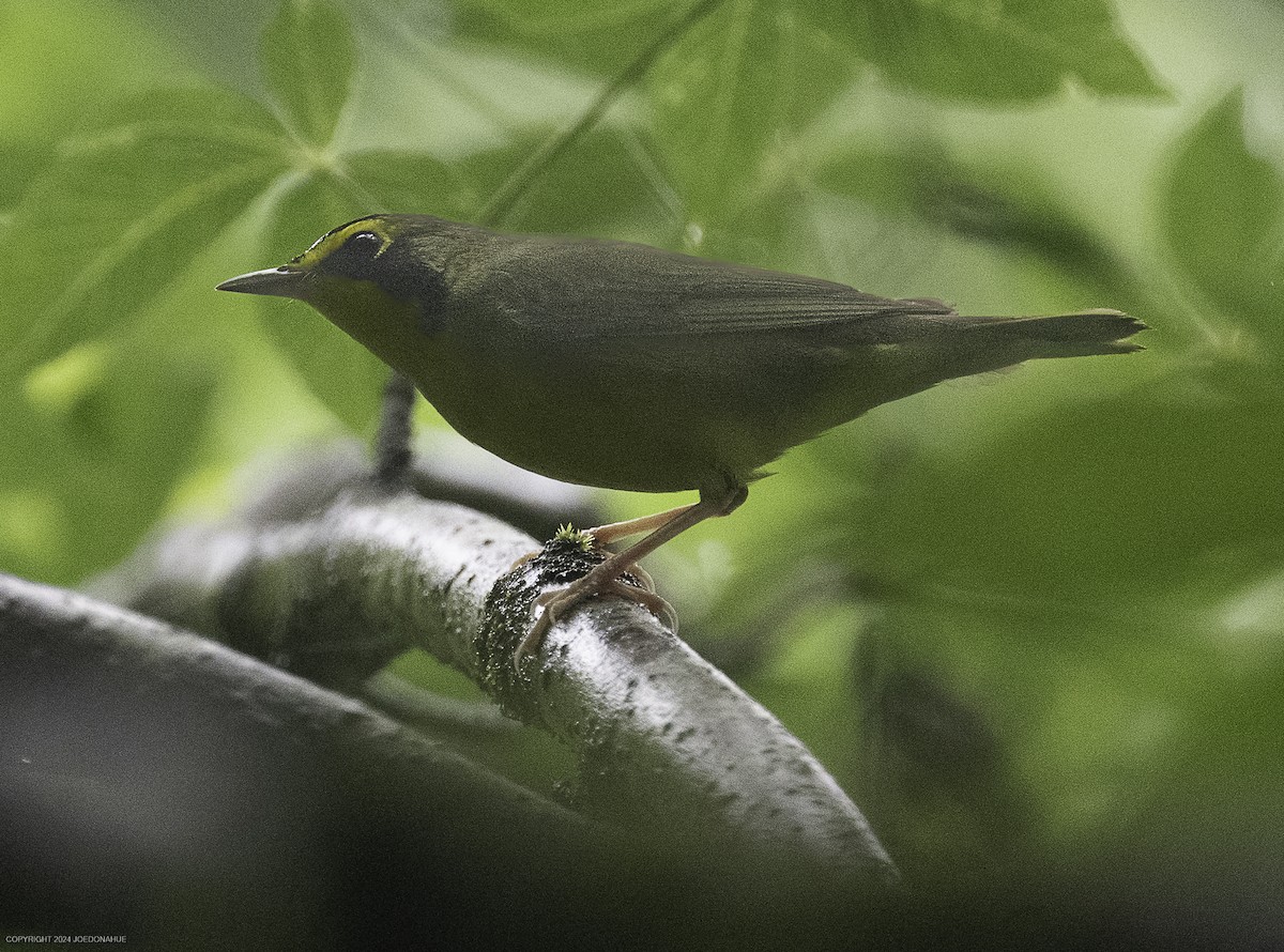 Kentucky Warbler - ML635834006