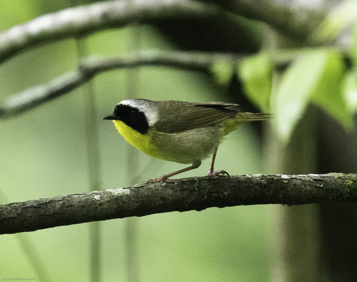 Common Yellowthroat - ML635834010