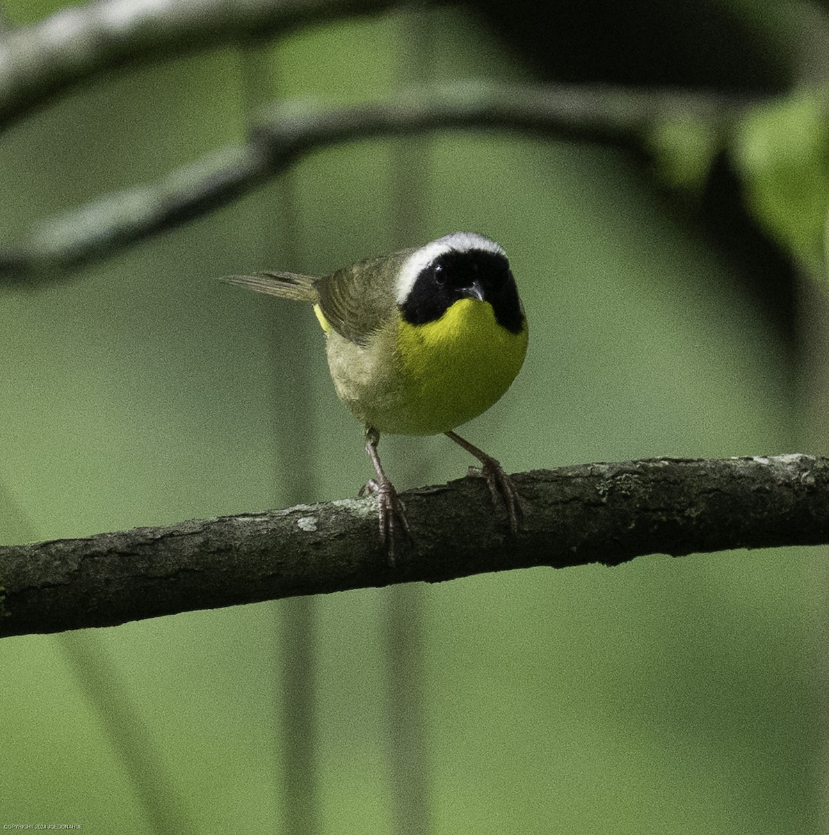 Common Yellowthroat - ML635834011