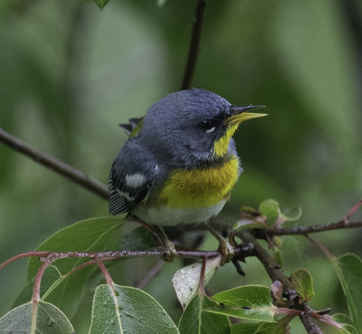 Northern Parula - ML635834022