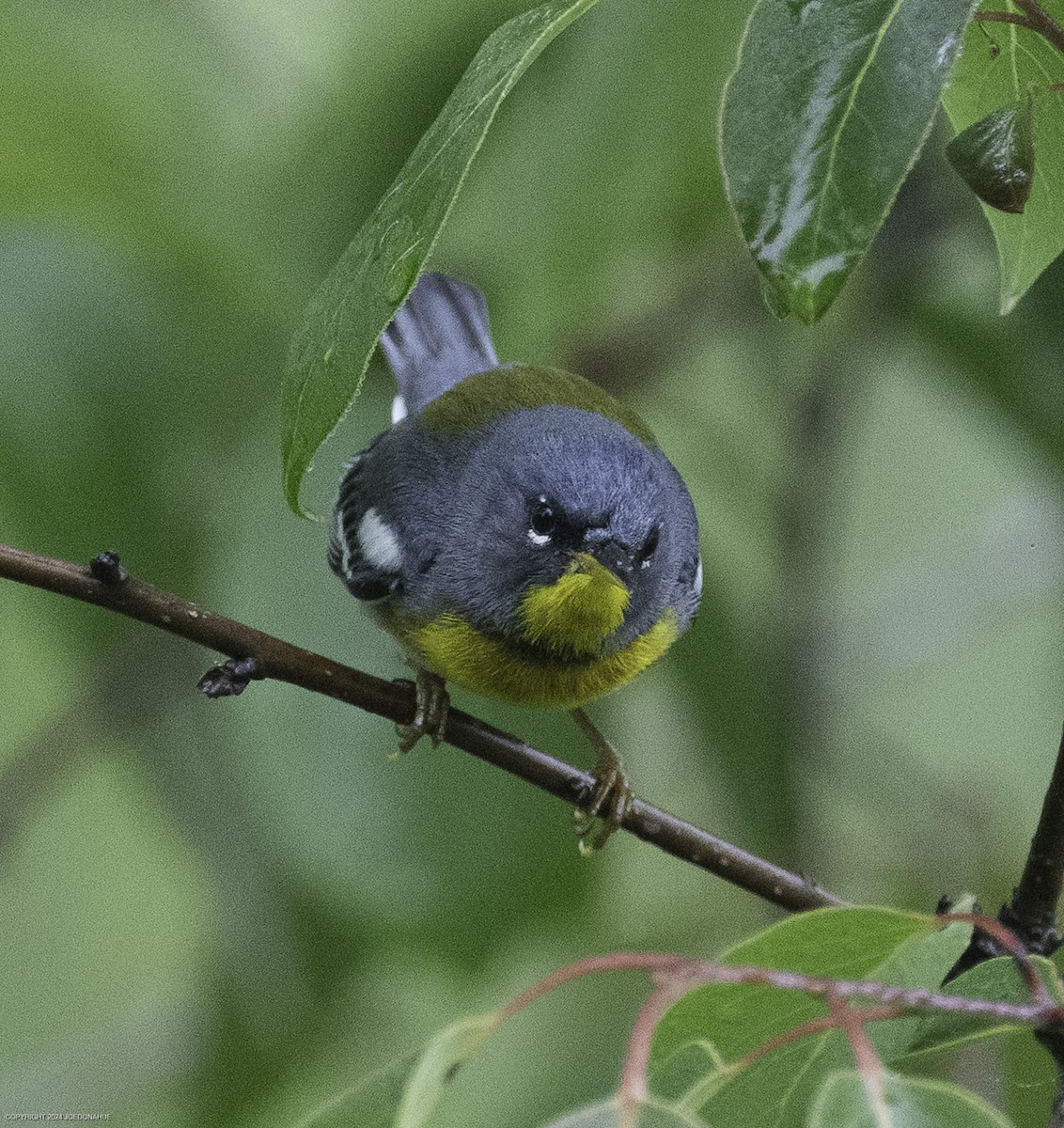 Northern Parula - ML635834024