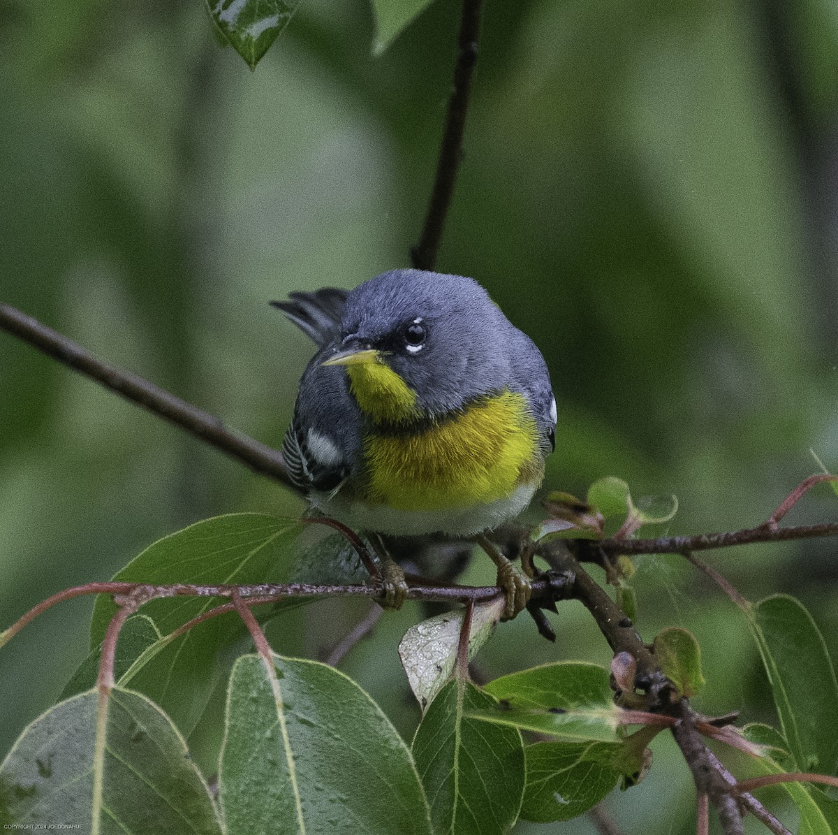 Northern Parula - ML635834026