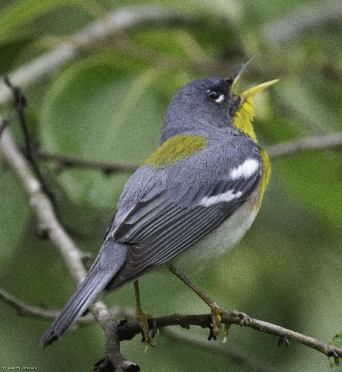 Northern Parula - ML635834028