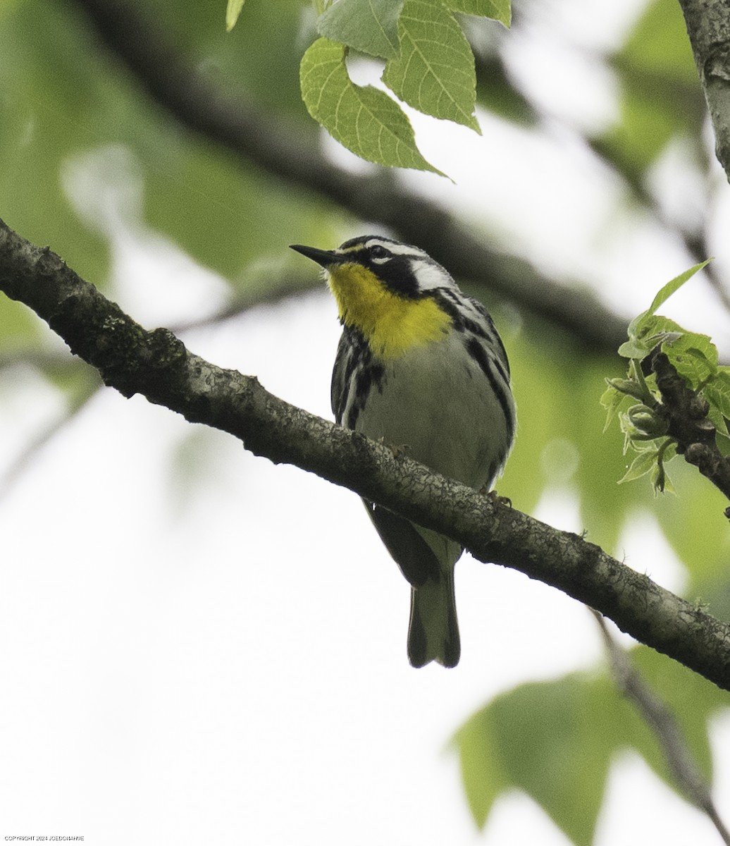 Yellow-throated Warbler - ML635834039