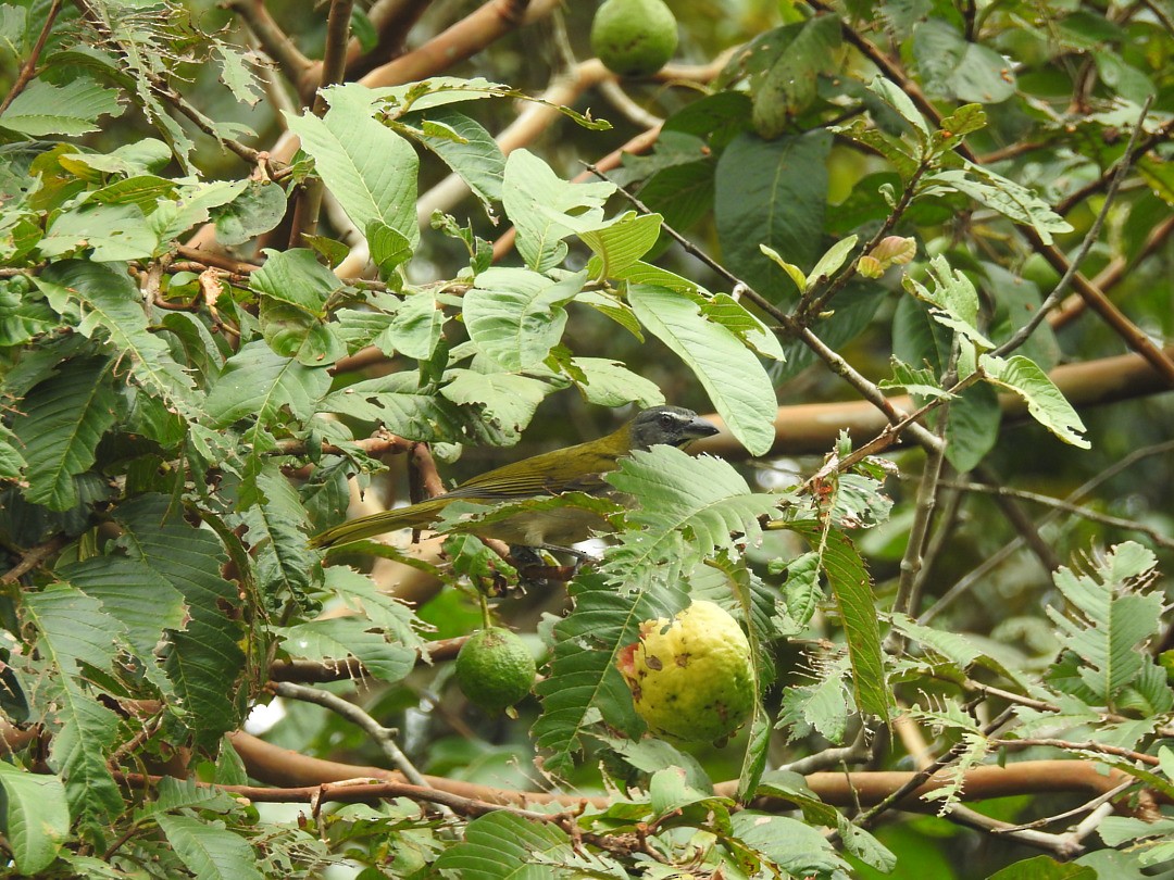 Buff-throated Saltator - ML635834055