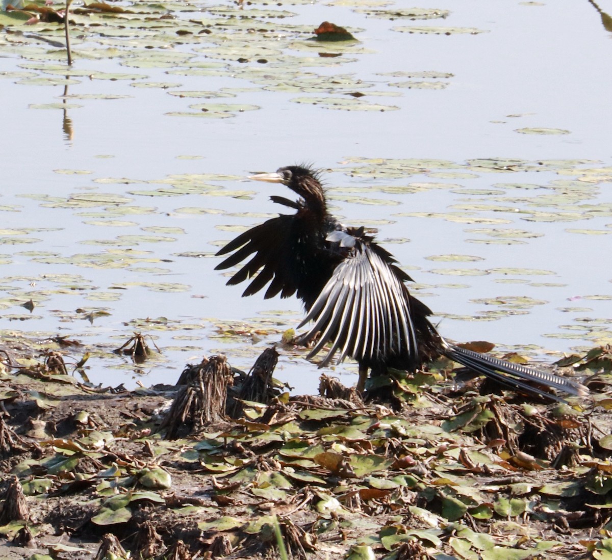 Anhinga - ML635834060