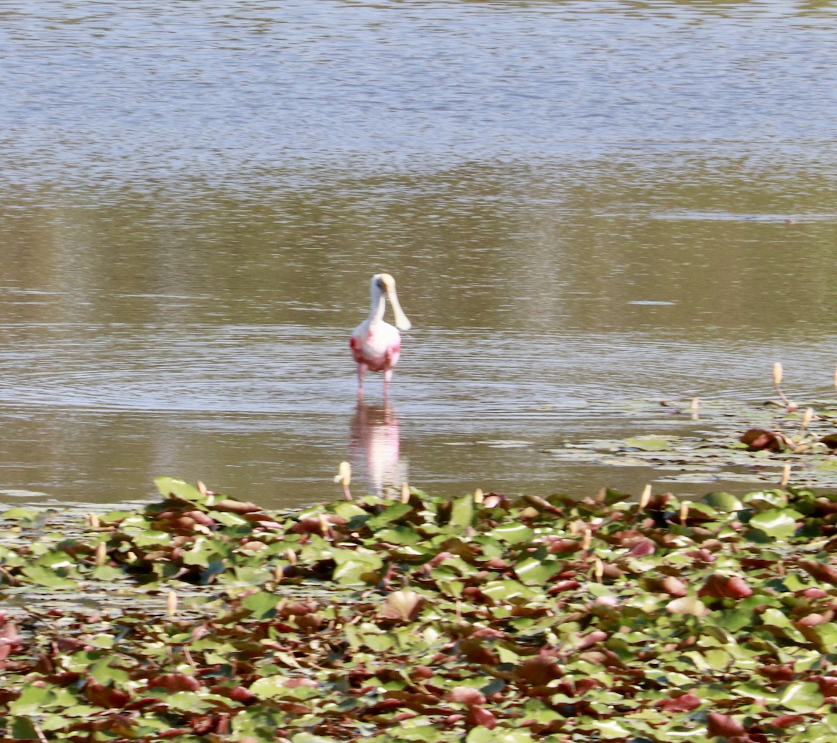 Roseate Spoonbill - ML635834080