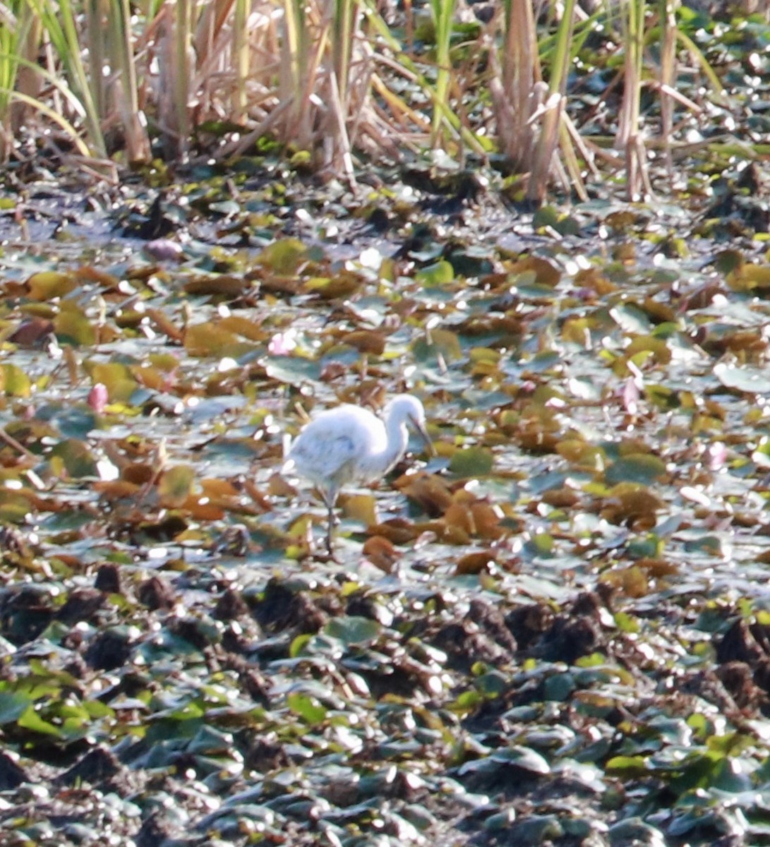 Little Blue Heron - ML635834100
