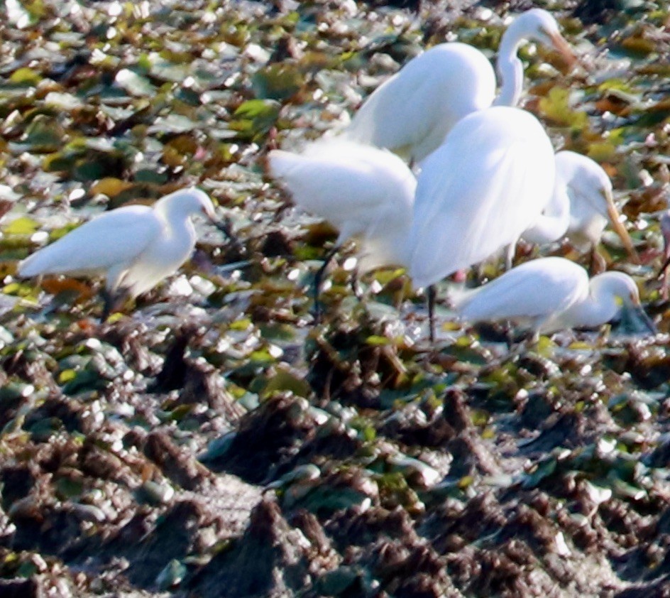 Snowy Egret - ML635834129