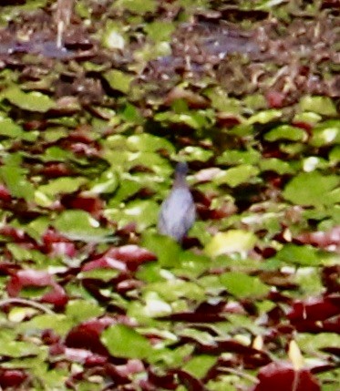 Green Heron - ML635834151