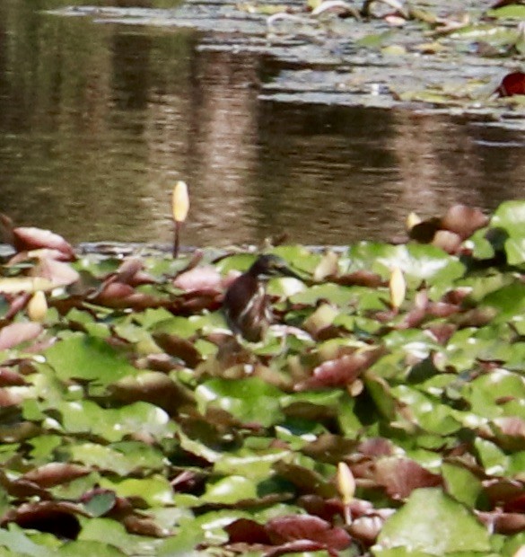 Green Heron - ML635834157