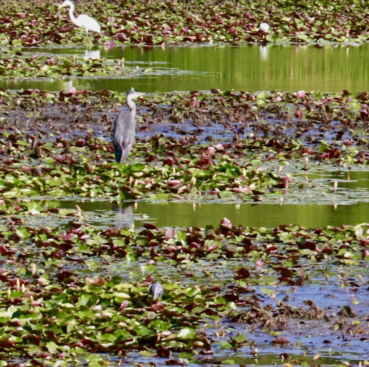 Green Heron - ML635834158