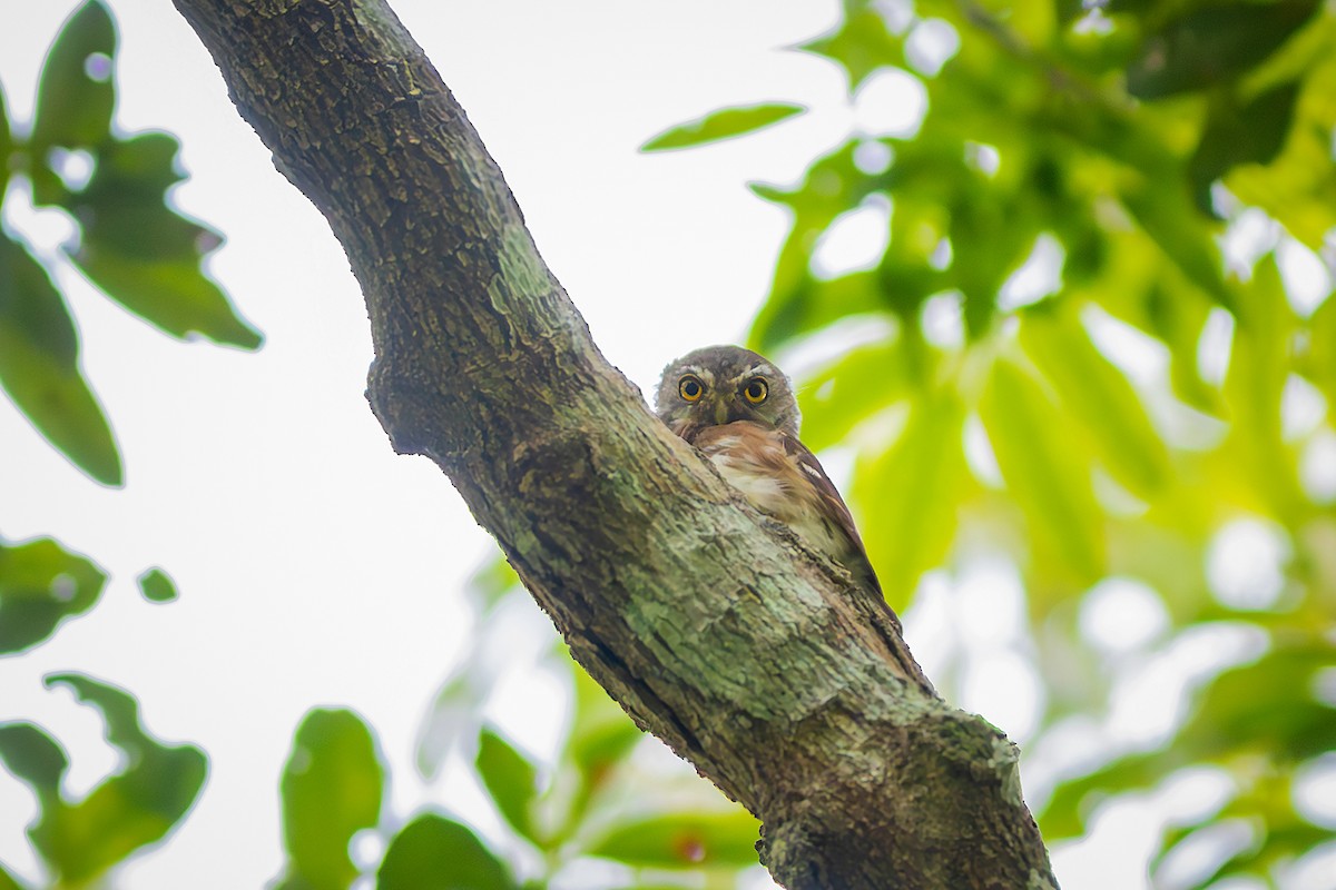Least Pygmy-Owl - ML635834197