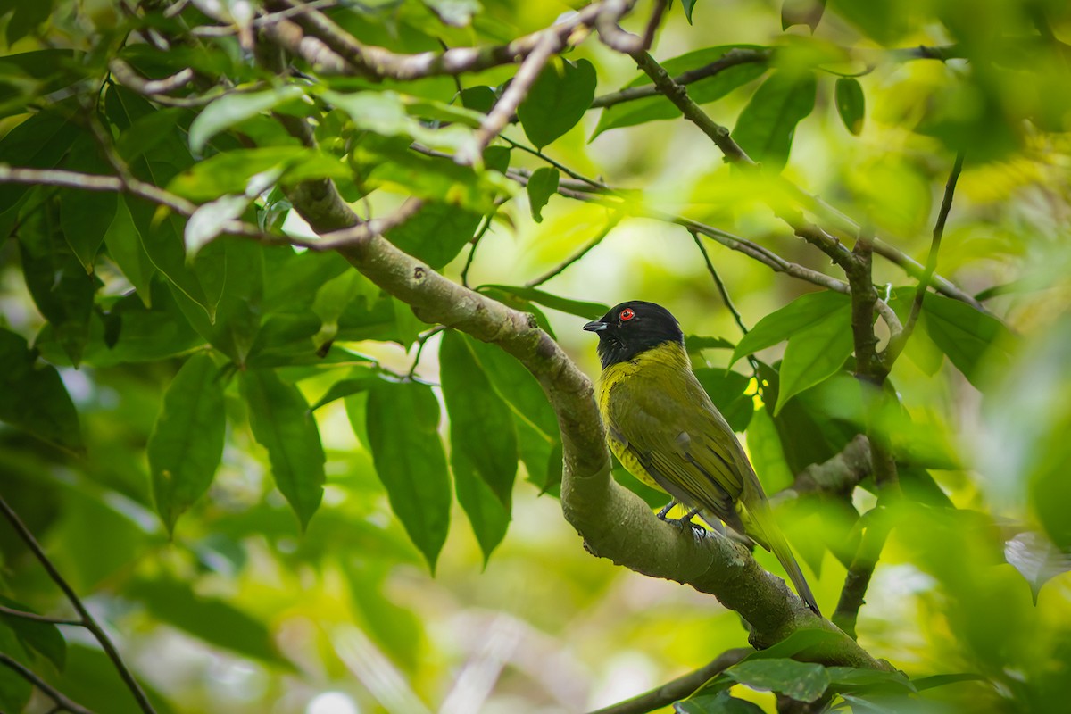 Black-headed Berryeater - ML635834203