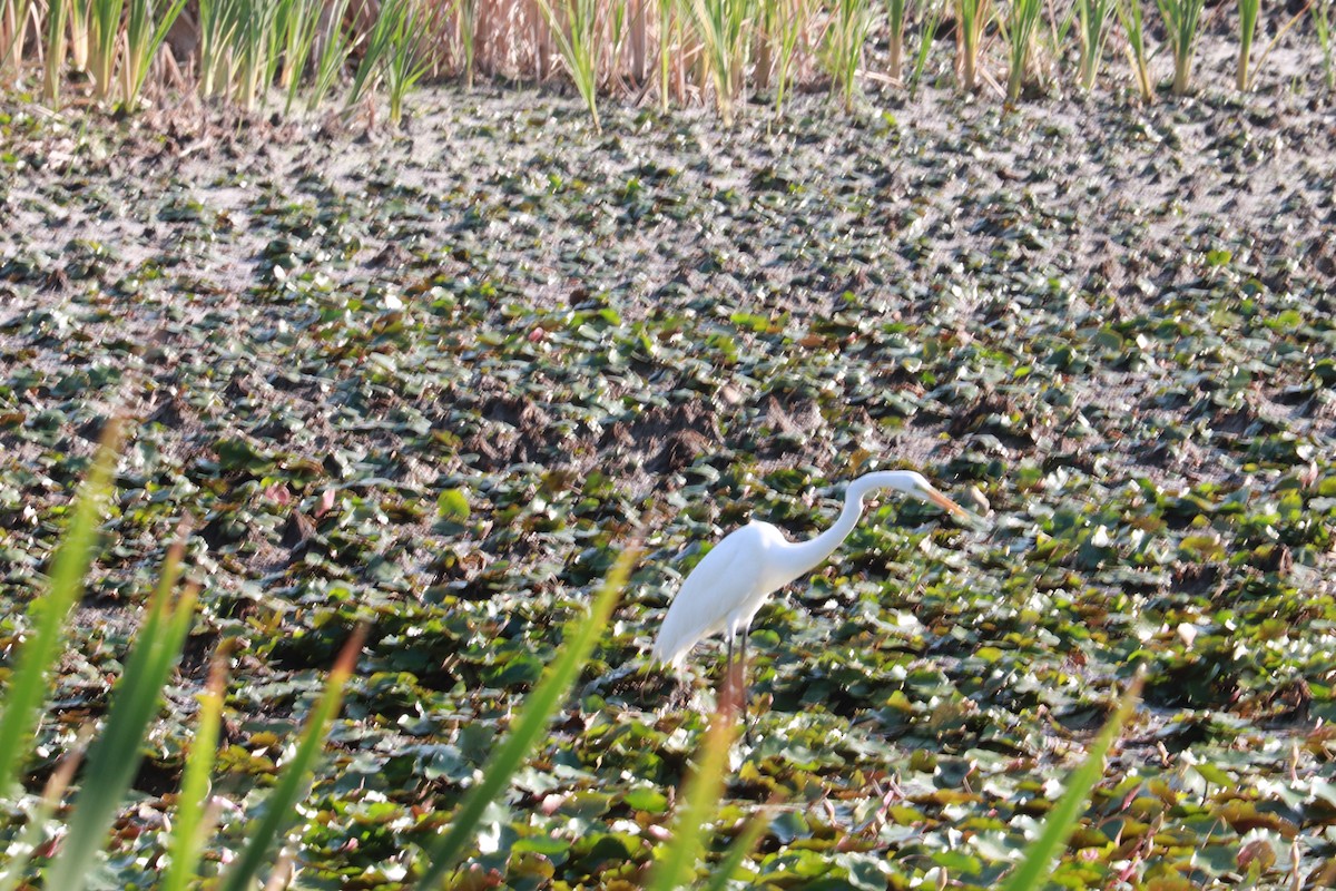 Great Egret - ML635834217