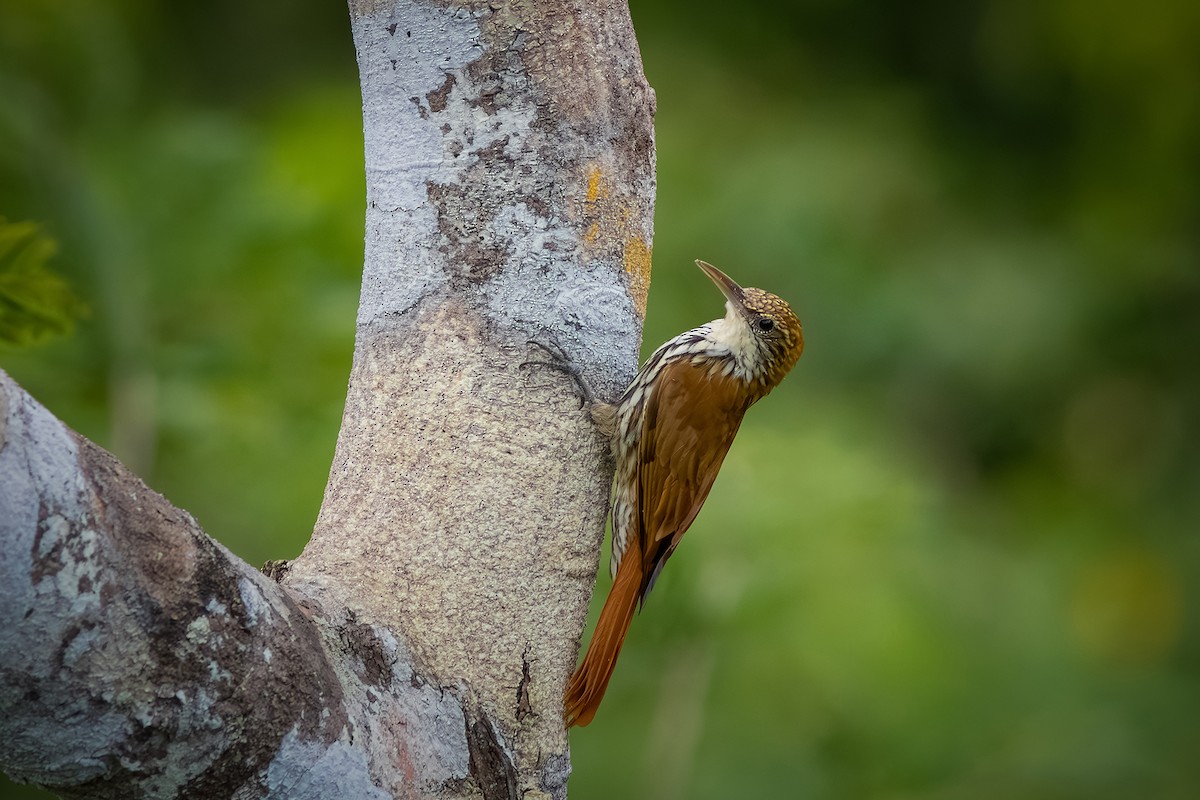 Scaled Woodcreeper - ML635834245