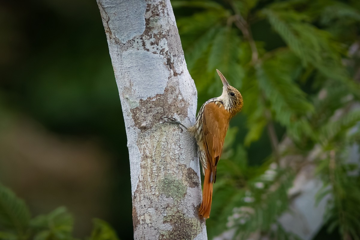 Scaled Woodcreeper - ML635834246