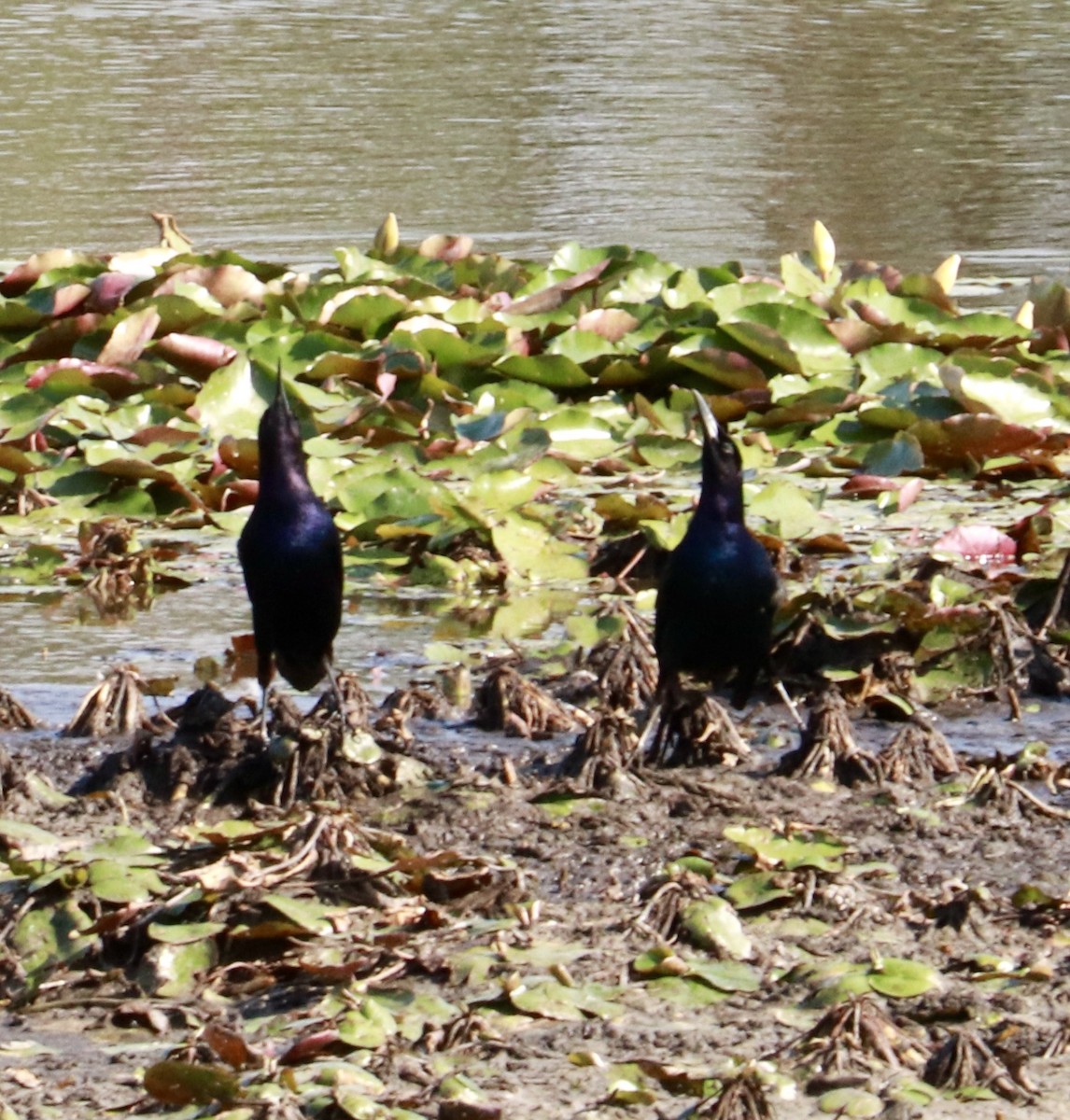 Boat-tailed Grackle - ML635834266