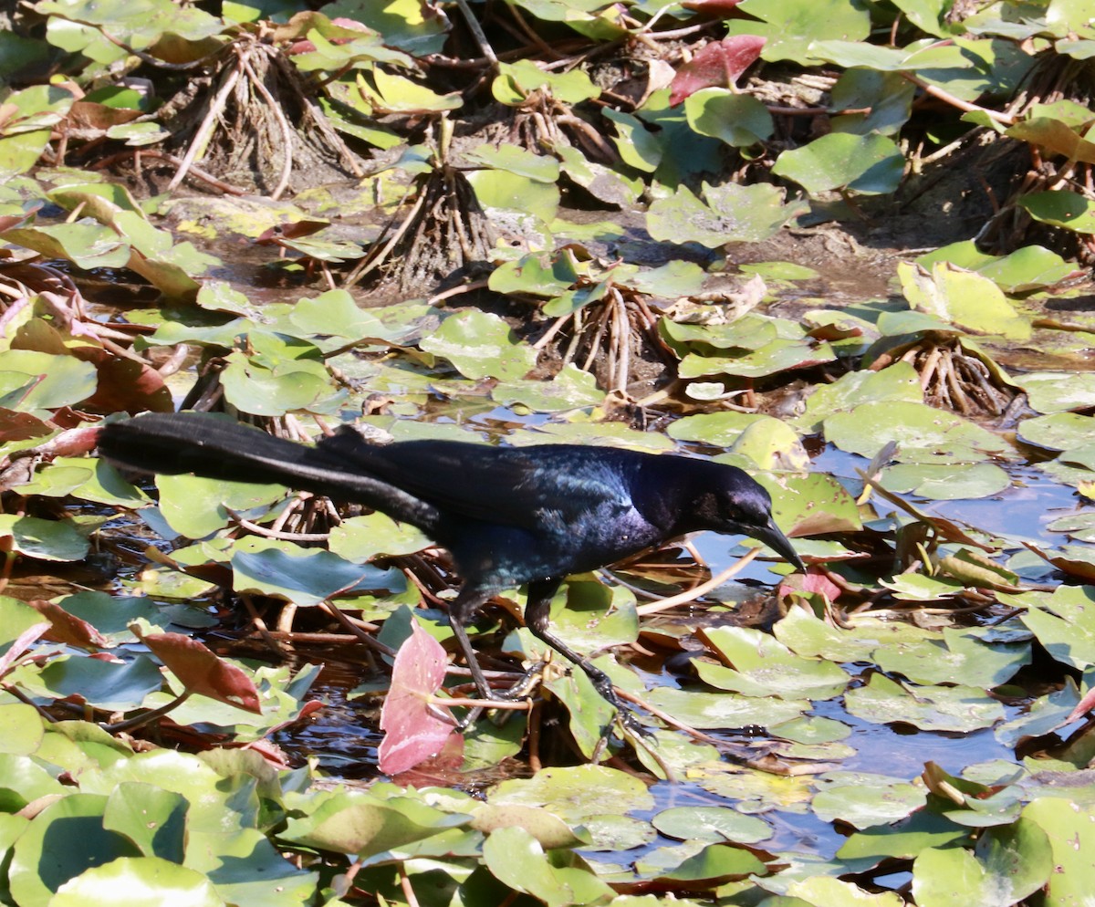 Boat-tailed Grackle - ML635834267
