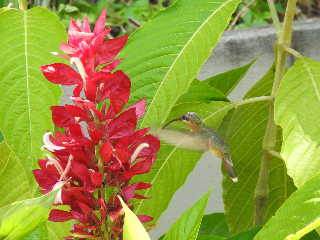 Rufous-breasted Hermit - ML635834320