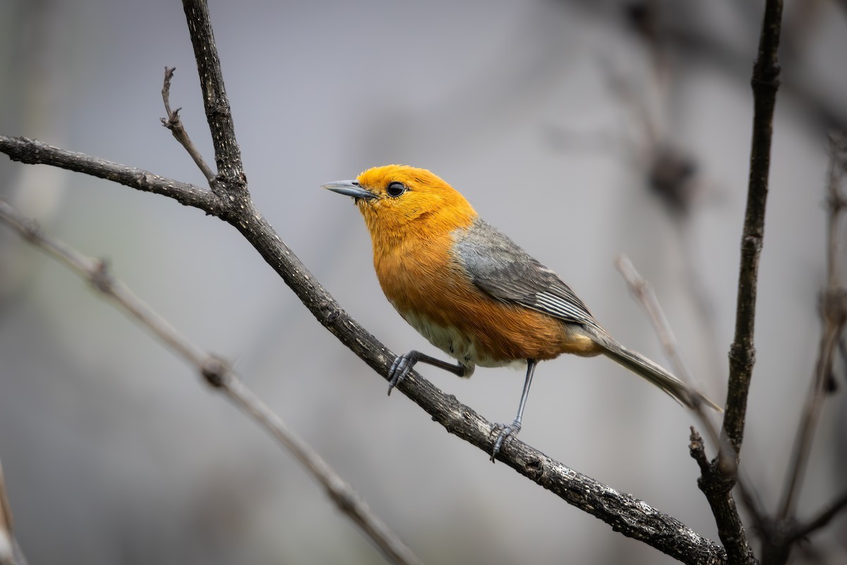 Rufous-chested Tanager - ML635834355