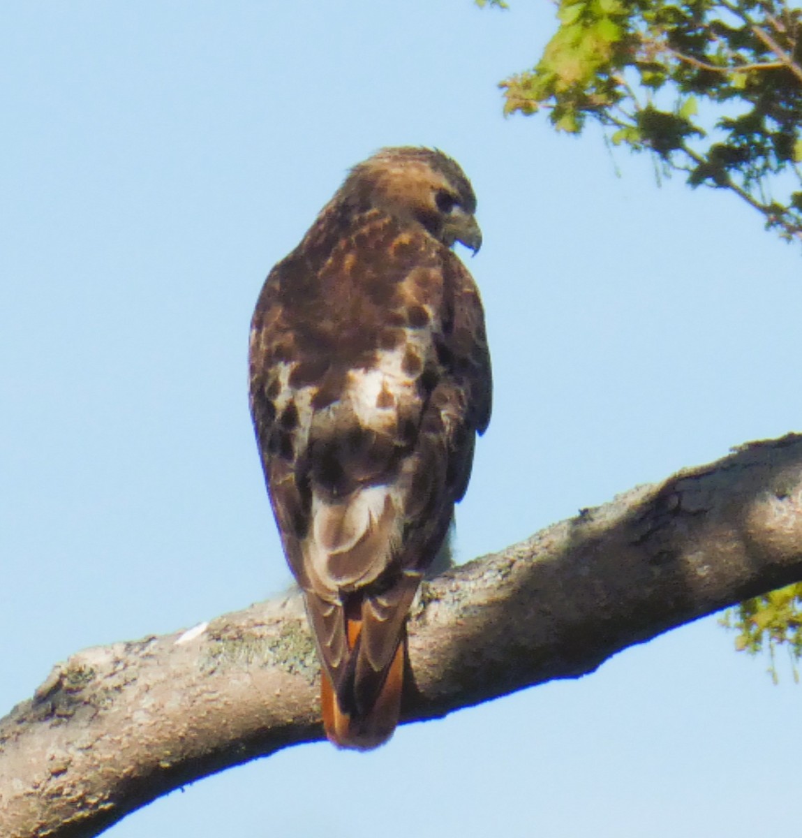 káně rudochvostá - ML635834361